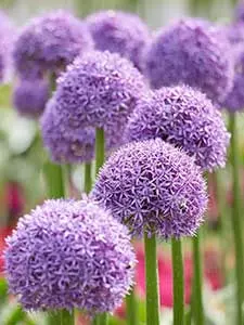 Bulbi da fiore Allium