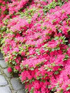 Azalea