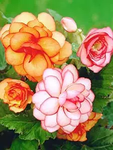 Bulbi da fiore Begonia
