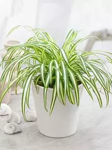 Clorofito