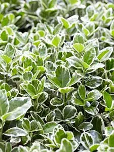 Euonimo - Euonymus