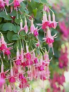 Fucsia resistente