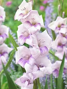 Gladioli