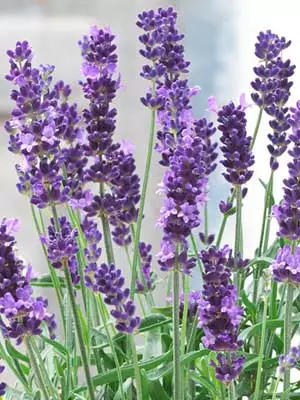 Lavanda