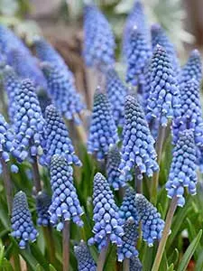 Bulbi di Muscari