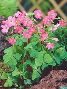 Bulbi da fiore Oxalis