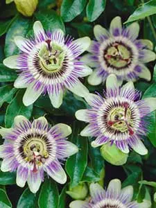 Piante di Passiflora