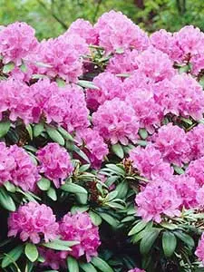 Rododendri