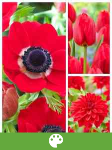 Bulbi da fiore per colore