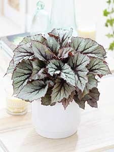 Begonia