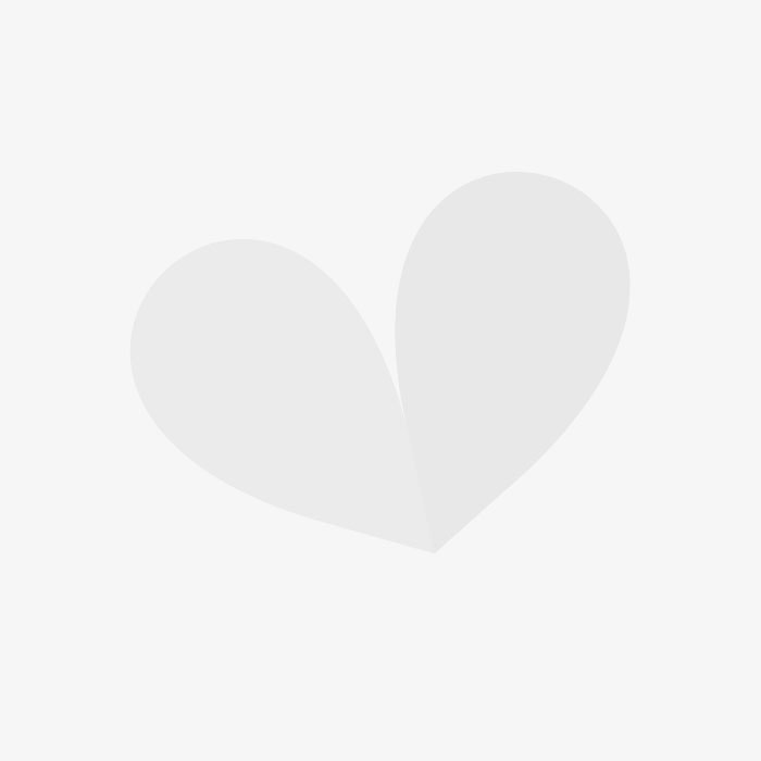 Bulbi da Fiore Bicolore