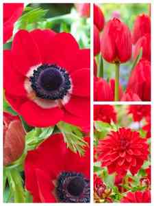 Bulbi da fiore rossi