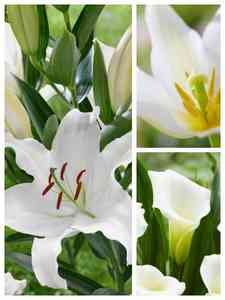 Bulbi da Fiore Bianchi