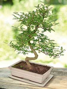 Bonsai e Altro