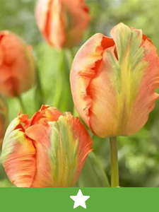 Nuovi bulbi da fiore