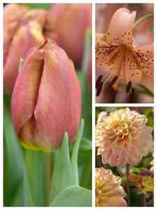 Bulbi da Fiore Marroni