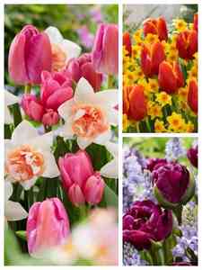 Bulbi da fiore colorati misti