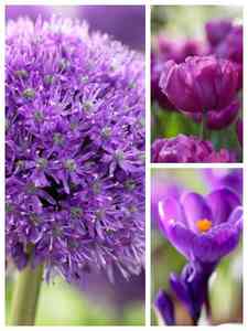 Bulbi da fiore viola