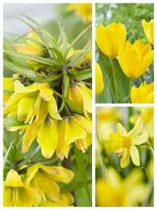 Bulbi da Fiore Gialli