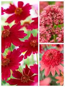 Piante perenni rosse