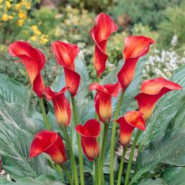 Bulbi Calla Gialla Alta Qualità - Fioritura Primaverile-Estiva - Foto 11