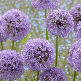 allium ☆ fd22641-0-wh.jpg