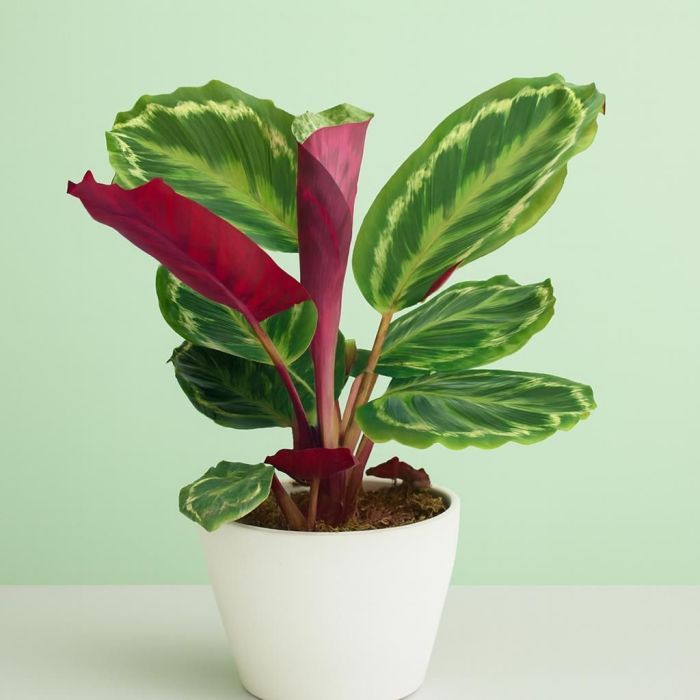 Medaglione Calathea: Foglie Bicolore e Fiori Viola - Plantazon