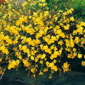 Jasminum Nudiflorum Gelsomino invernale