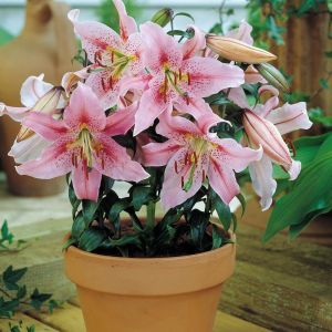 Lilium orientale Mona Lisa