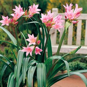 Amercrinum