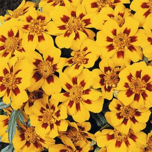 1 4790 French Marigold 'Granada'