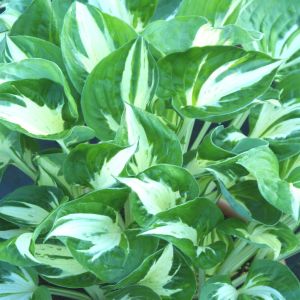 Hosta Pathfinder 01