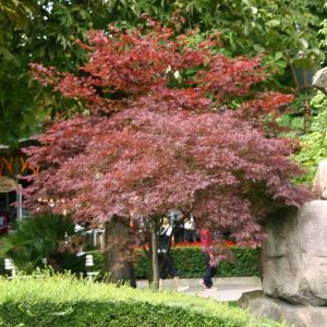 Acer palmatum Bloodgood