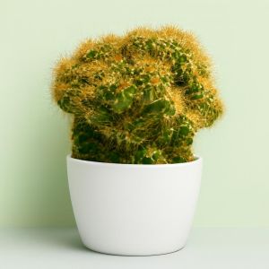 cactus Peruvianus Monstrous Studio Studio