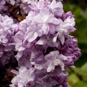 Syringa vulgaris Katherine Havemeyer
