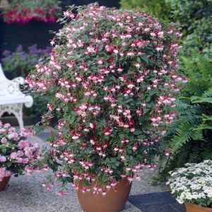 Fuchsia Snowcap