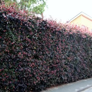 Fagus sylvestris atropurpurea groot