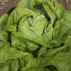 Lettuce Kagraner