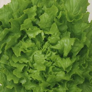 Endive Avantgarde Winter