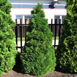 Thuja occidentalis Holmstrup