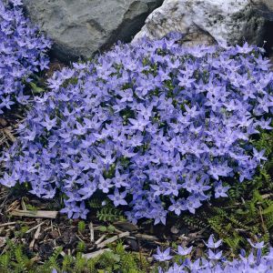 Campanula garganica