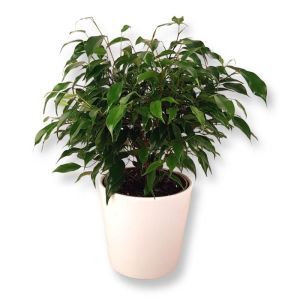 Ficus Green Kinky 12 cm