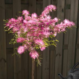 Calliandra stam JPEG.jpg