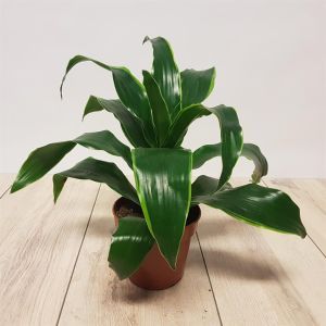 Dracaena compacta Dando.jpg