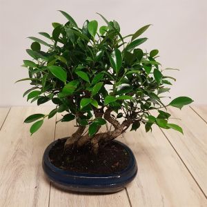 Bonsai Ficus Forrest 25 cm pot