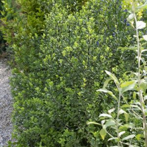 Ilex crenata Caroline Upright