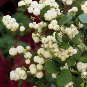 Symphoricarpos White Hedge