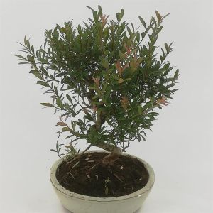 Bonsai Suzygium 20 cm S
