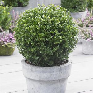Ilex crenata