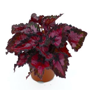 Burgundy Begonia
